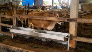 Bebedouro em aço inox 304 para bovinos - Miniatura 3