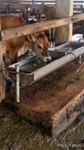 Bebedouro em aço inox 304 para bovinos - Miniatura 4