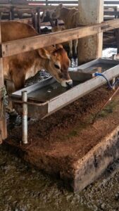 Bebedouro em aço inox 304 para bovinos - Miniatura 5